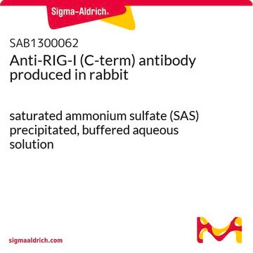 Anti-RIG-I (C-term) antibody produced in rabbit saturated ammonium sulfate (SAS) precipitated, buffered aqueous solution