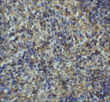 Anti-ARR3 antibody produced in rabbit affinity isolated antibody