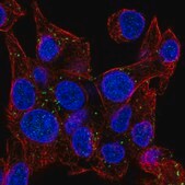 Anti-NRSN1 antibody produced in rabbit Prestige Antibodies&#174; Powered by Atlas Antibodies, affinity isolated antibody, buffered aqueous glycerol solution