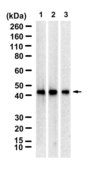 Anti-CTH Antibody, clone 2F12 ZooMAb® Rabbit Monoclonal recombinant, expressed in HEK 293 cells
