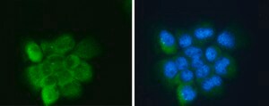 Anti-APOD antibody produced in rabbit affinity isolated antibody, buffered aqueous solution