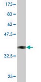 Monoclonal Anti-GNGT1 antibody produced in mouse clone 1F8, purified immunoglobulin, buffered aqueous solution