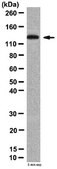 Anti-GRIP-1 Antibody, CT from rabbit, purified by affinity chromatography