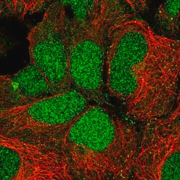 Anti-RFNG antibody produced in rabbit Prestige Antibodies&#174; Powered by Atlas Antibodies, affinity isolated antibody