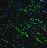 Anti-BAG-1 antibody produced in rabbit affinity isolated antibody, buffered aqueous solution