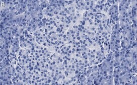 Anti-Insulin Antibody, clone 3B5 ZooMAb&#174; Rabbit Monoclonal recombinant, expressed in HEK 293 cells