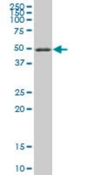 ANTI-RXRA antibody produced in mouse clone 3D9, purified immunoglobulin, buffered aqueous solution