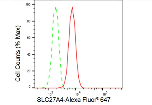 Anti SLC27A4 Antibody, clone 23GB4890, Rabbit Monoclonal clone 23GB4890, recombinant rabbit monoclonal, expressed in HEK293 cells