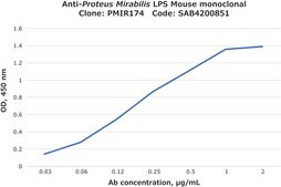 Anti-Proteus mirabilis LPS antibody, Mouse monoclonal clone PMIR174, purified from hybridoma cell culture