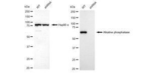 KD-Validated Anti Alkaline phosphatase Antibody, clone 23GB3645, Rabbit Monoclonal clone 23GB3645, recombinant rabbit monoclonal, expressed in HEK293 cells