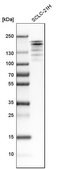 Anti-EHMT2 antibody produced in rabbit Prestige Antibodies&#174; Powered by Atlas Antibodies, affinity isolated antibody, buffered aqueous glycerol solution
