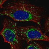 Anti-C5orf63 antibody produced in rabbit Prestige Antibodies&#174; Powered by Atlas Antibodies, affinity isolated antibody, buffered aqueous glycerol solution