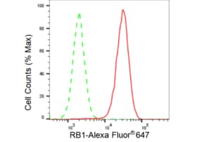 Anti RB1 Antibody, clone 23GB2535, Rabbit Monoclonal clone 23GB2535, recombinant rabbit monoclonal, expressed in HEK293 cells