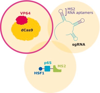 dCas9-VP64-Blasticidin SAM CRISPRa Helper Construct 1 Plasmid DNA