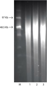 GenElute&#8482; Bacterial Genomic DNA Kits sufficient for 350&#160;purifications