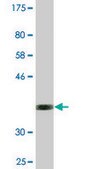 Monoclonal Anti-NEUROD6, (C-terminal) antibody produced in mouse clone 3G7, purified immunoglobulin, buffered aqueous solution