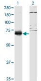 Monoclonal Anti-SFRS12, (C-terminal) antibody produced in mouse clone 1D11, purified immunoglobulin, buffered aqueous solution