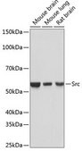 Anti- Src antibody produced in rabbit