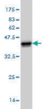 Monoclonal Anti-SH2D3C antibody produced in mouse clone 2G1, purified immunoglobulin, buffered aqueous solution