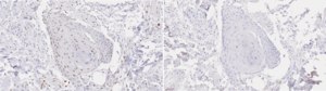 Anti-FOSL1 Antibody, clone 1D10 ZooMAb® Rabbit Monoclonal recombinant, expressed in HEK 293 cells