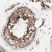Anti-OAZ1 antibody produced in rabbit Prestige Antibodies&#174; Powered by Atlas Antibodies, affinity isolated antibody, buffered aqueous glycerol solution