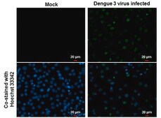 Anti-NS5 antibody produced in rabbit affinity isolated antibody, buffered aqueous solution
