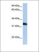 Anti-DND1 antibody produced in rabbit affinity isolated antibody