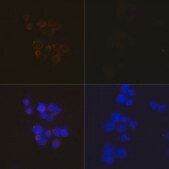 Anti-Caspase-3 p12 Antibody, clone 1P3B3, Rabbit Monoclonal