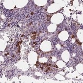 Anti-MPO antibody produced in rabbit Prestige Antibodies&#174; Powered by Atlas Antibodies, affinity isolated antibody, buffered aqueous glycerol solution