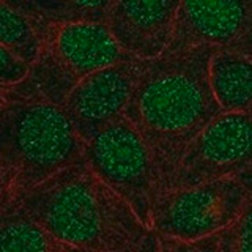 Anti-FAM90A1 antibody produced in rabbit Prestige Antibodies&#174; Powered by Atlas Antibodies, affinity isolated antibody, buffered aqueous glycerol solution