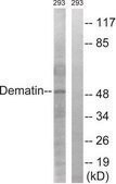Anti-Dematin antibody produced in rabbit affinity isolated antibody
