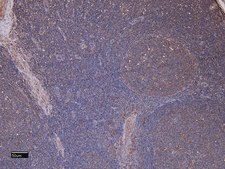 Anti-ITGAM antibody produced in goat affinity isolated antibody, buffered aqueous solution