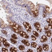 Anti-DMBT1 antibody produced in rabbit Prestige Antibodies&#174; Powered by Atlas Antibodies, affinity isolated antibody, buffered aqueous glycerol solution