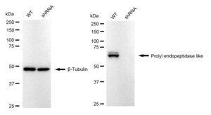 KD-Validated Anti Prolyl Endopeptidase Like Antibody, clone 24GB995, Rabbit Monoclonal clone 24GB995, recombinant rabbit monoclonal, expressed in HEK293 cells