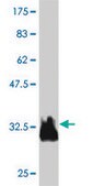 Monoclonal Anti-TITF1 antibody produced in mouse clone 2B9, purified immunoglobulin, buffered aqueous solution