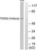 Anti-TRXR2 antibody produced in rabbit affinity isolated antibody