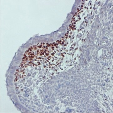 Anti-Pax1 Antibody, clone 5A2 from rat