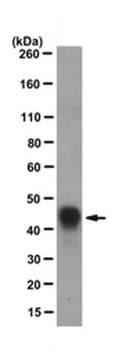 Anti-GST&#8226;Tag fusion protein Antibody clone 8-326.6.1, from mouse