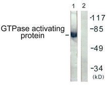 Anti-GTPase Activating Protein antibody produced in rabbit affinity isolated antibody