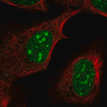 Anti-FAM133B antibody produced in rabbit Prestige Antibodies&#174; Powered by Atlas Antibodies, affinity isolated antibody