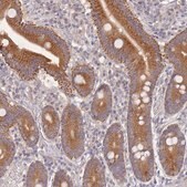 Anti-SLC35F5 antibody produced in rabbit Prestige Antibodies&#174; Powered by Atlas Antibodies, affinity isolated antibody, buffered aqueous glycerol solution