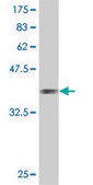 Monoclonal Anti-IF antibody produced in mouse clone 1B3, purified immunoglobulin, buffered aqueous solution