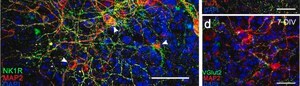 Anti-K+/Cl- Cotransporter (KCC2) Antibody Upstate&#174;, from rabbit