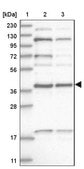Anti-KTI12 antibody produced in rabbit Prestige Antibodies&#174; Powered by Atlas Antibodies, affinity isolated antibody, buffered aqueous glycerol solution, ab1