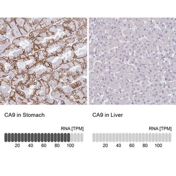 Anti-CA9 antibody produced in rabbit Prestige Antibodies&#174; Powered by Atlas Antibodies, affinity isolated antibody, buffered aqueous glycerol solution