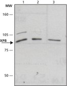 Anti-XPB antibody produced in rabbit ~1 mg/mL, affinity isolated antibody, buffered aqueous solution