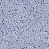 Anti-ASIC5 antibody produced in rabbit Prestige Antibodies® Powered by Atlas Antibodies, affinity isolated antibody, buffered aqueous glycerol solution