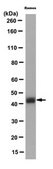 Anti-Pax5 Antibody, clone 1H9 clone 1H9, from rat