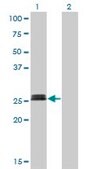 Monoclonal Anti-MYOG antibody produced in mouse clone 2B7, purified immunoglobulin, buffered aqueous solution