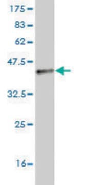Monoclonal Anti-TLR5 antibody produced in mouse clone 4F7, purified immunoglobulin, buffered aqueous solution